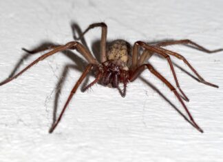 Jak wyczyścić zakamarki w samochodzie?