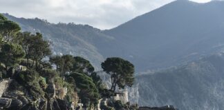 Ile kosztuje kombucha?