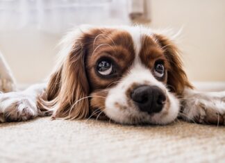 Jak wytresować psa żeby nie sikał w domu?