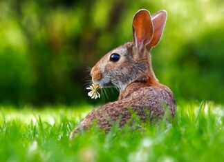 Czy królik może jeść rolkę po papierze toaletowym?