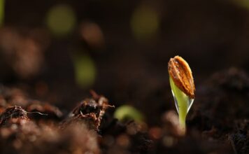 Jak długo kiełkują nasiona słonecznika?