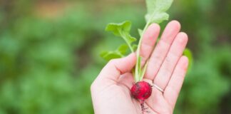 Czy można jeść codziennie rzodkiewki?