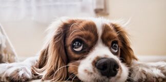 Jak nauczyć psa spać w kojcu?