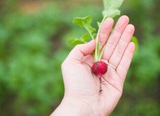 Czy można jeść rzodkiewki na noc?