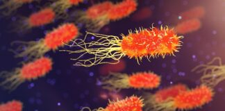 Co dzieje się z organizmem gdy jesz ogórki kiszone?