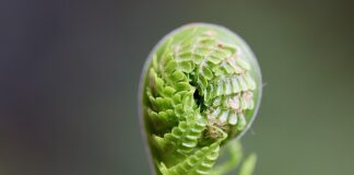 Czy kiełki ze sklepu trzeba myć?