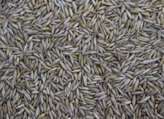 Kto produkuje Keczup Włocławek?