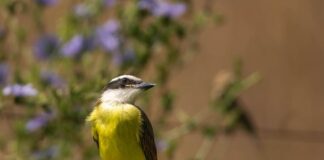 Czy kisiel to potrawa?