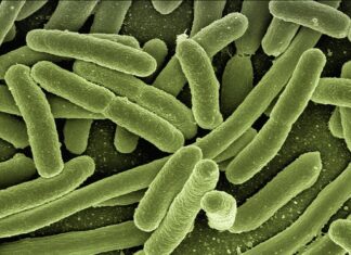 Jakie bakterie są w Kiszonkach?